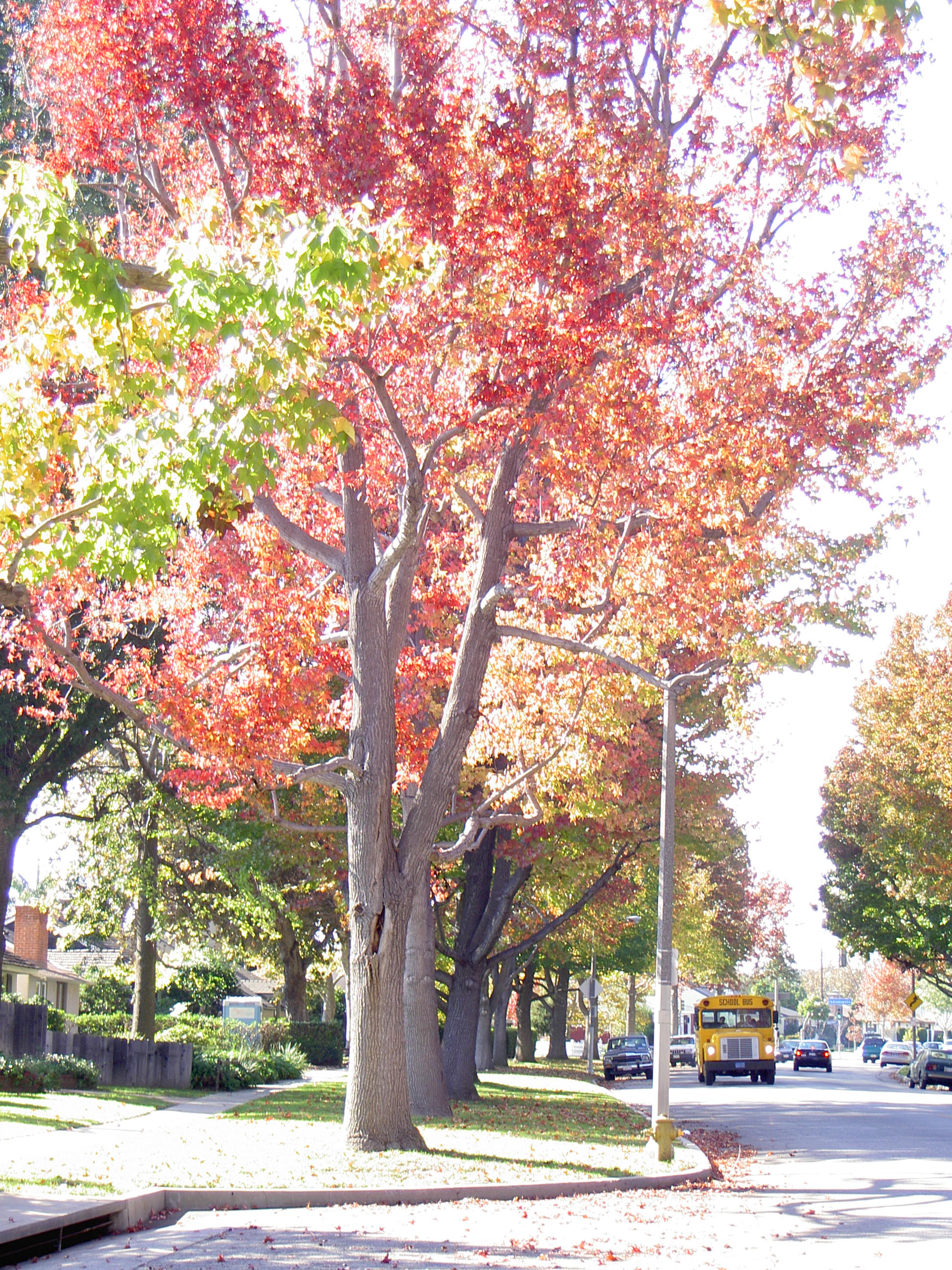 Autumn Mar Vista, California