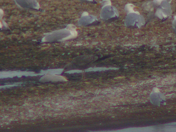 Lesser Black-backed Gull