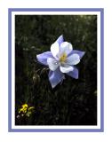 Blue Columbine