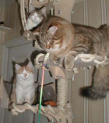 Four Siberian  kittens enjoy their life - Nelj siperiankissanpentua  hauskanpidossa