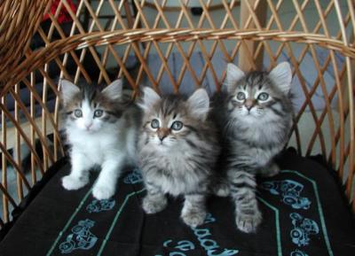 Three kittens - real color, no flash used.