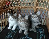 Barcarola, Burleska & Bossa Nova in day light, no flash.
