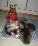 Kittens meet  Angel - Pennut ja enkeli.
