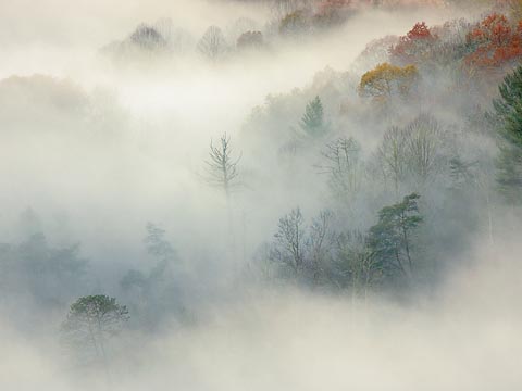 Trees in the Clouds6907