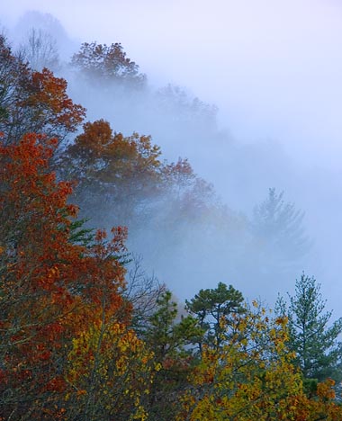 Trees in the Clouds 6901