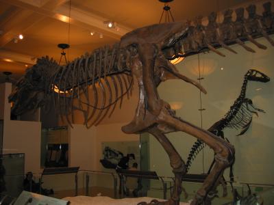 A view of a T-Rex at the American Museum of Natural History (http://www.amnh.org).