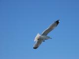 Seagulls were following us the entire trip waiting for passengers to feed them scraps.
