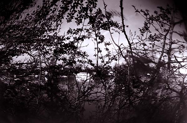 Thames through trees