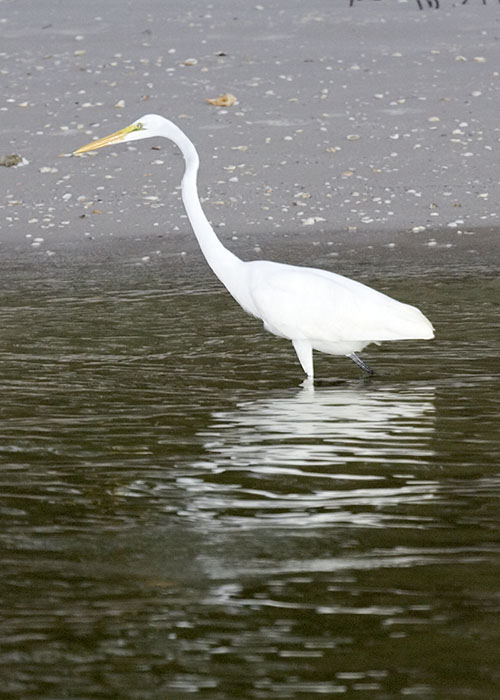 Egret by flash