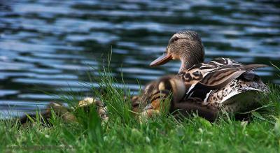 ducks-serenity