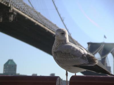 Bird and bridge