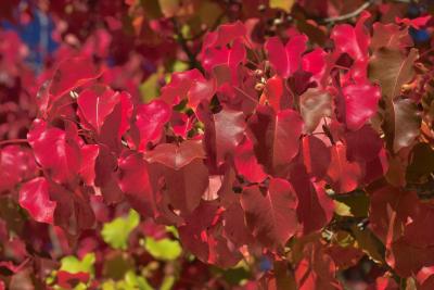 Glorious Fall Colors of a Bradley Pear Tree