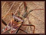 Western Conifer Seed Bug on a leaf