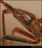Western Conifer Seed Bug side portrait - Leptoglossus occidentalis