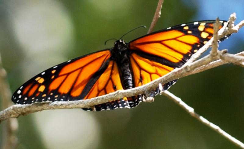 Monarch - male
