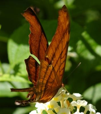 Ruddy Daggerwing