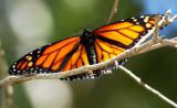 Monarch - male