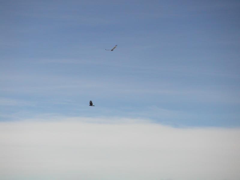 Condors above the clouds