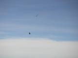 Condors above the clouds