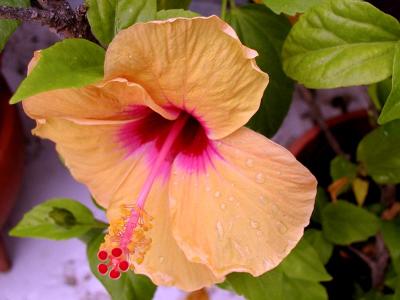 Tropical Hibiscus