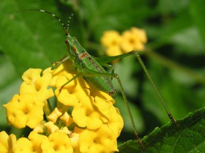 Up close with Lantana and friend