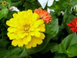 Zinnias