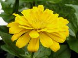 Zinnia