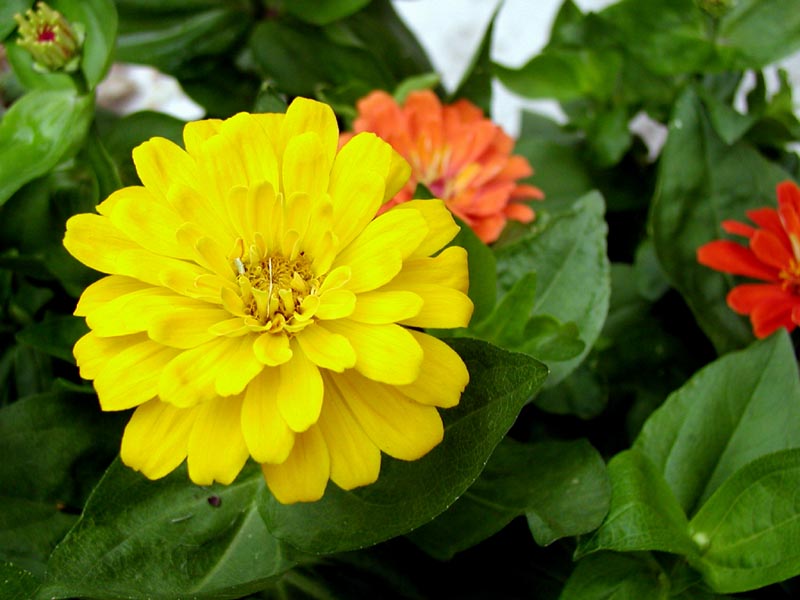 Zinnias