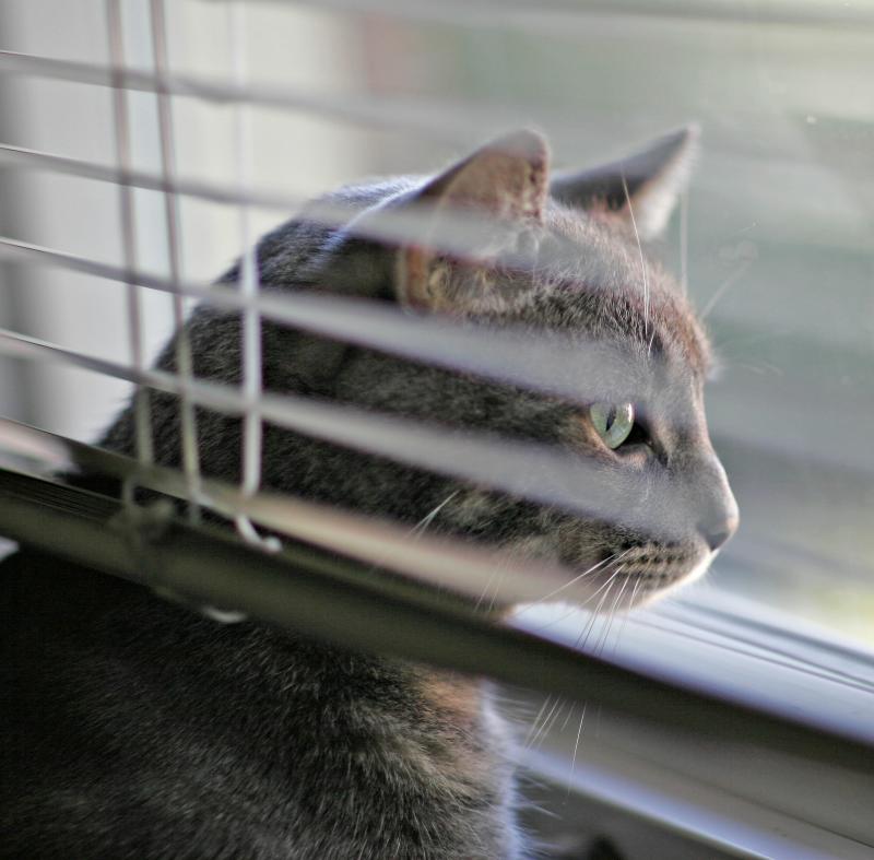 Blind Toby.jpg