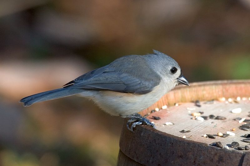 Tufted Titmouse