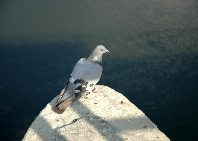 DSC_0011.JPG