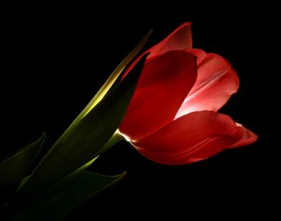 Tulip radiance