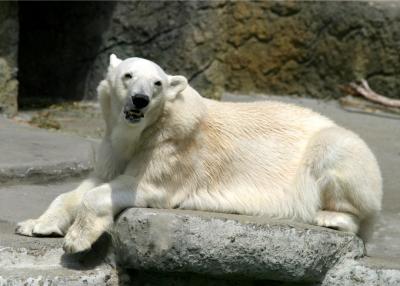 Polar bear posing 2