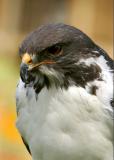 Australian black headed falcon