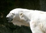 Polar bear neck stretch