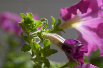 u19/nitro115/medium/16901526.CRW_2403_focus.jpg
