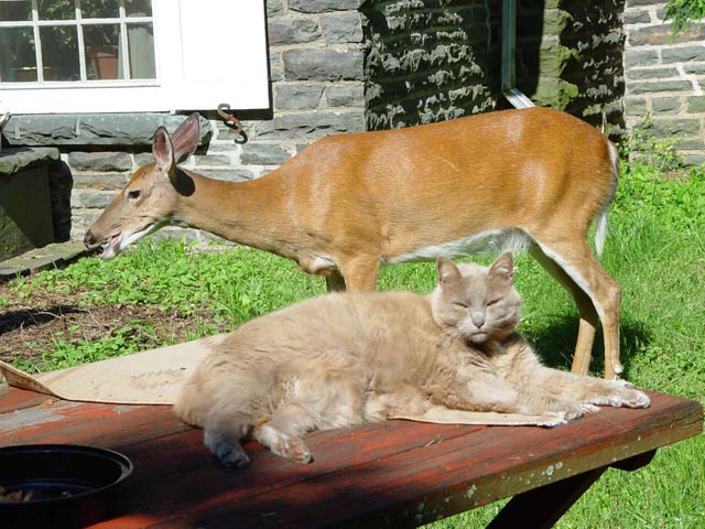 3488901.deercathalf copy.jpg