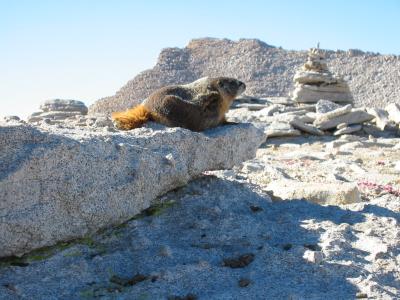 New Army Pass marmot