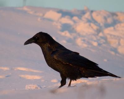 Raven at sunrise