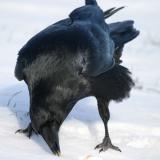Raven eating