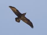 Raven in flight, early morning light