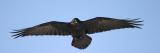 Raven overhead, 3:1 aspect ratio