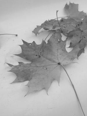 PB110053a.jpg