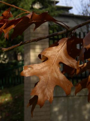 Web and Leaves