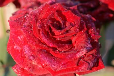 u19/pda_pin/medium/36296265.183_8371_crop.jpg