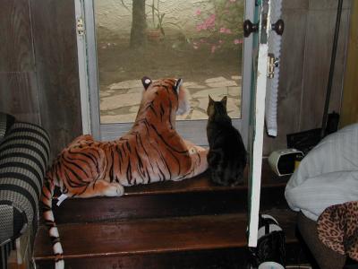 Tallis and his Tiger standing guard