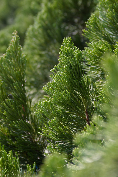 CRW_4027.jpg