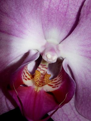 Orchid M2.jpg