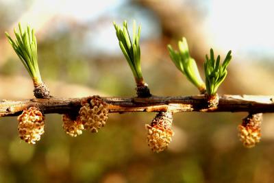 LarixCones0192.jpg