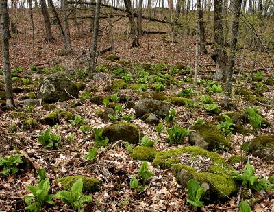 Skunk Cabbage 0334.jpg